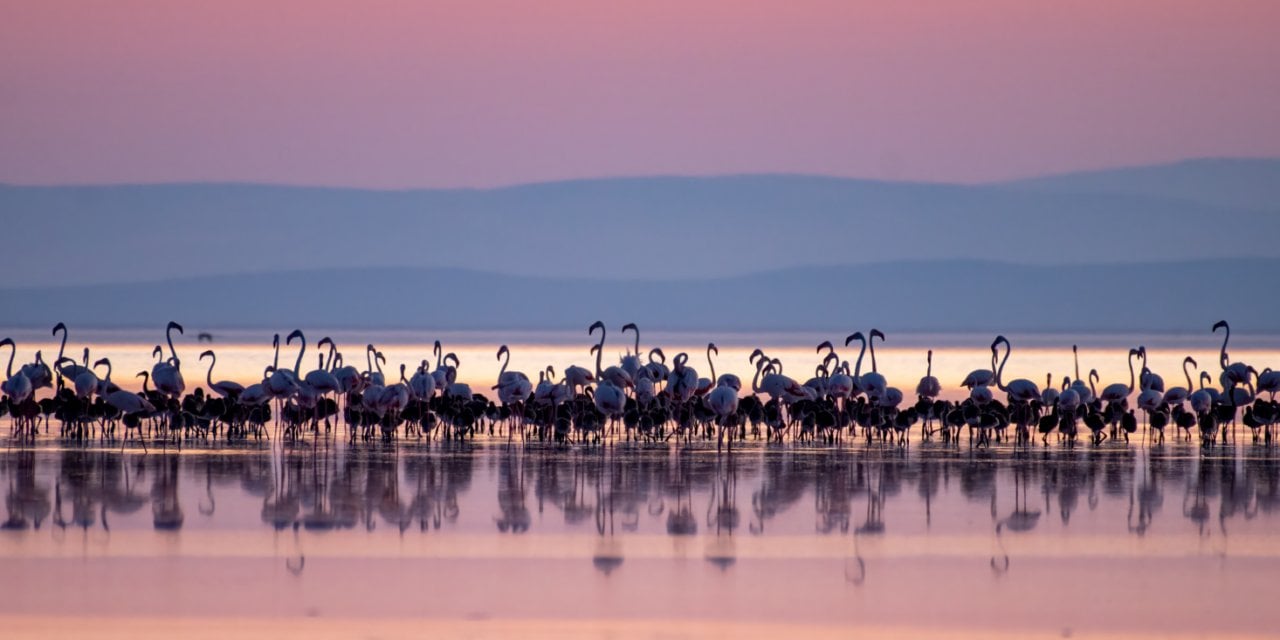 Tuz Gölü’nün Yavru Flamingoları Kuluçkadan Çıktı