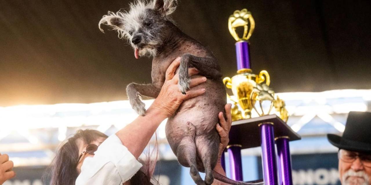 Dünyanın En Çirkin Köpeği Belli Oldu