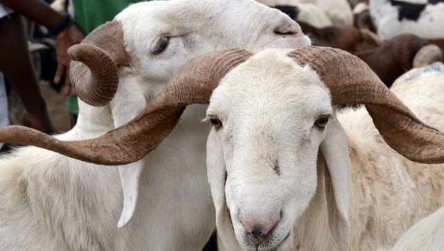 LÖSEV'e Nasıl Kurban Bağışında Bulunabilirim? LÖSEV Kurban Bağışı 2023 Ücreti