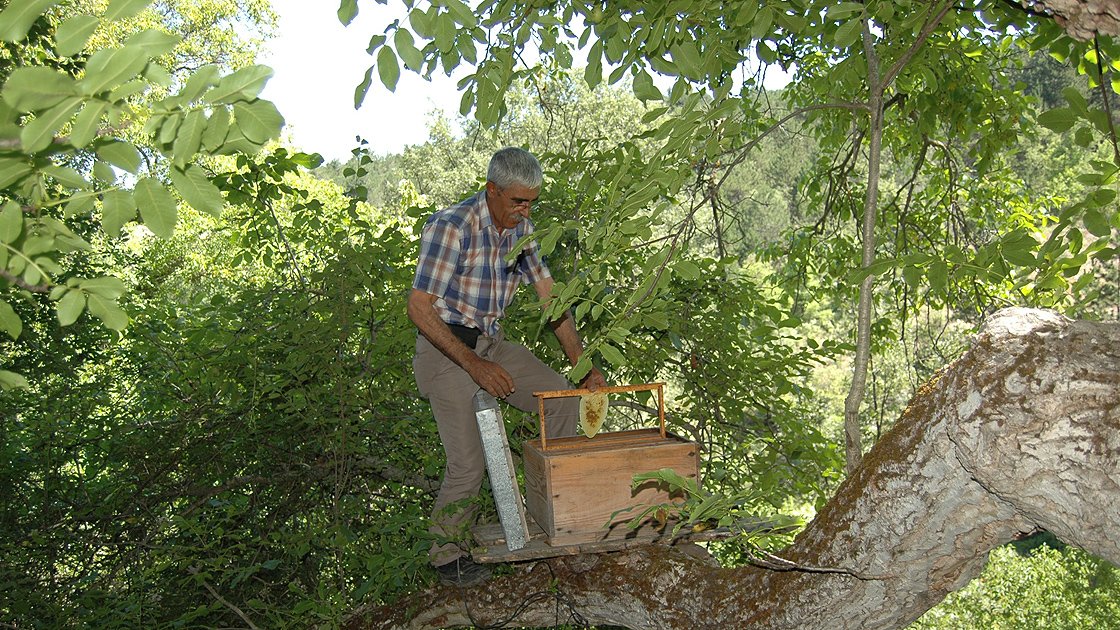 ‘Ceviz ağacının dibinde ve gölgesinde oturulmaz, adamı erken öldürür’  sözü nereden çıktı? Gerçekten doğru mu?