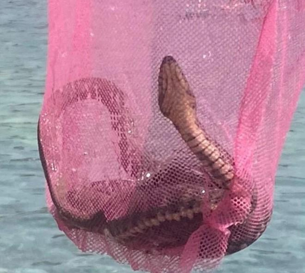 Nedir bu ? Denizde yakalanmış bir yılan...