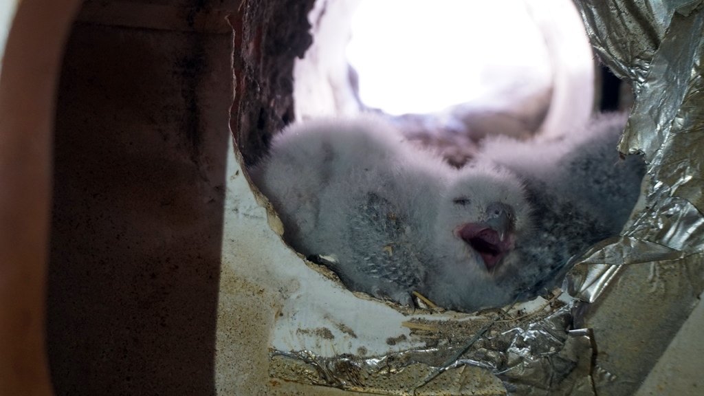 Mutfak Aspiratörünün Borusundaki Yuvada Puhu Yavrularını Görünce, Evindeki Tadilata Ara Verdi