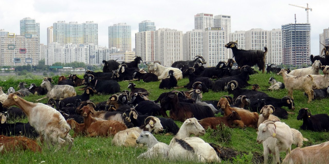 Burası İstanbul'un Ortasında Bir Yayla