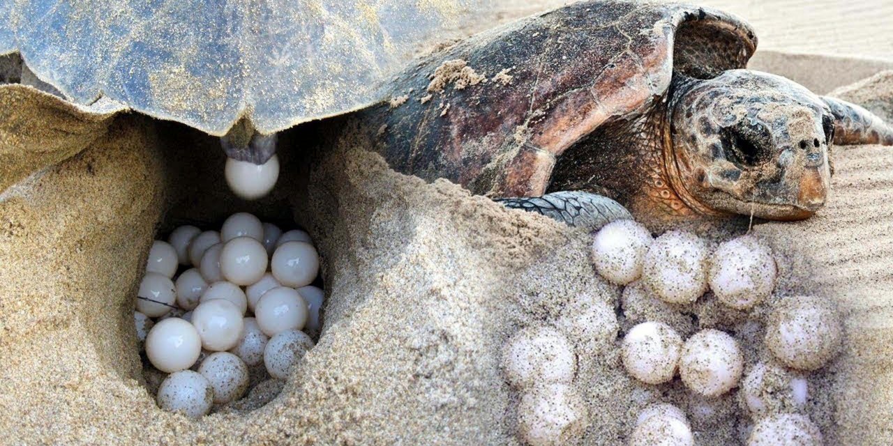 Strese Giriyorlar! Tatilcilere, 'Carettalara Dokunmayın' Uyarısı