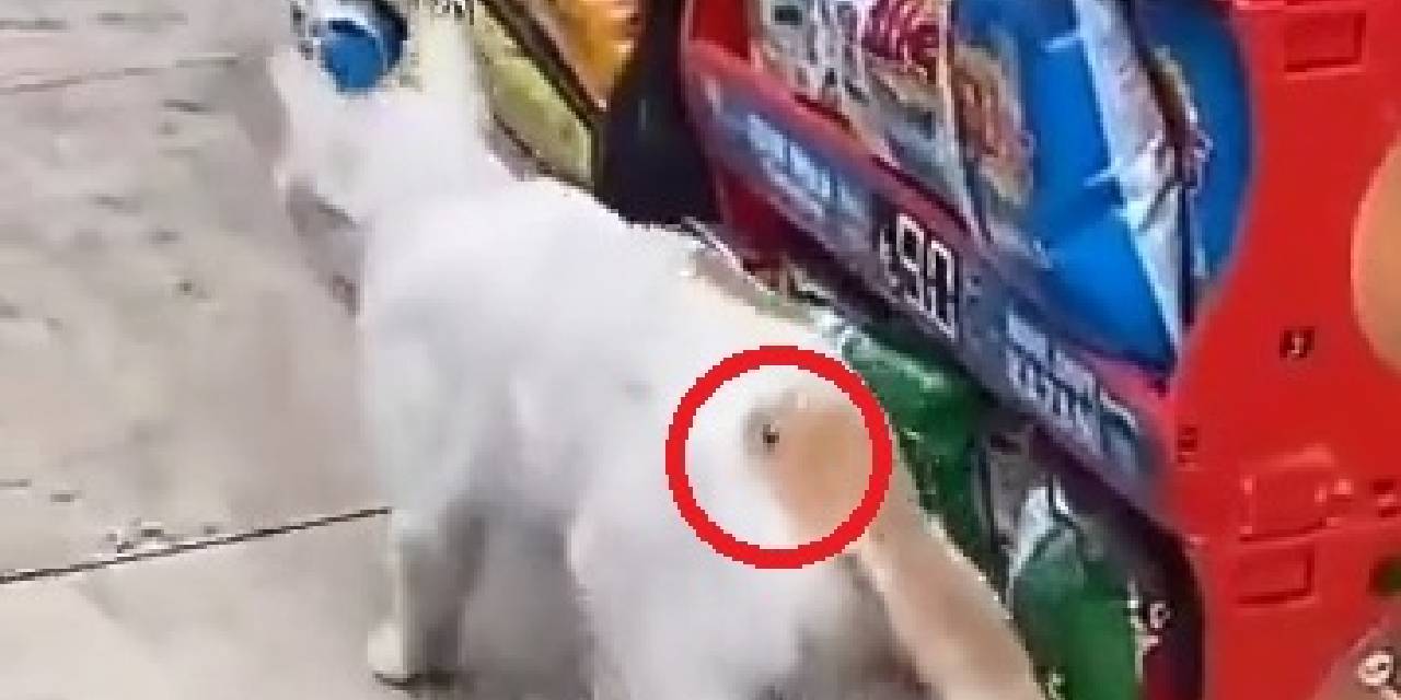 "Beline Çivi Çakıldı" Denildi, Gerçek Sonradan Ortaya Çıktı