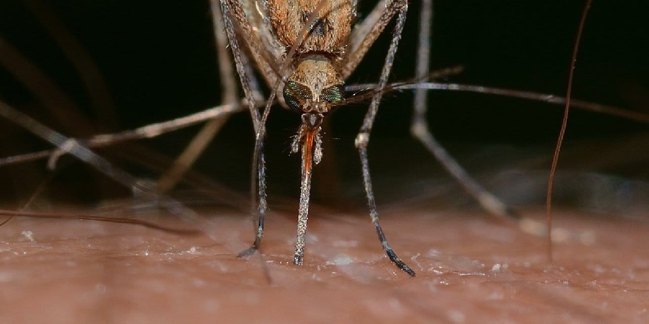 Araştırma: Isıran Sinekler Neden Mavi Rengi Seviyor?