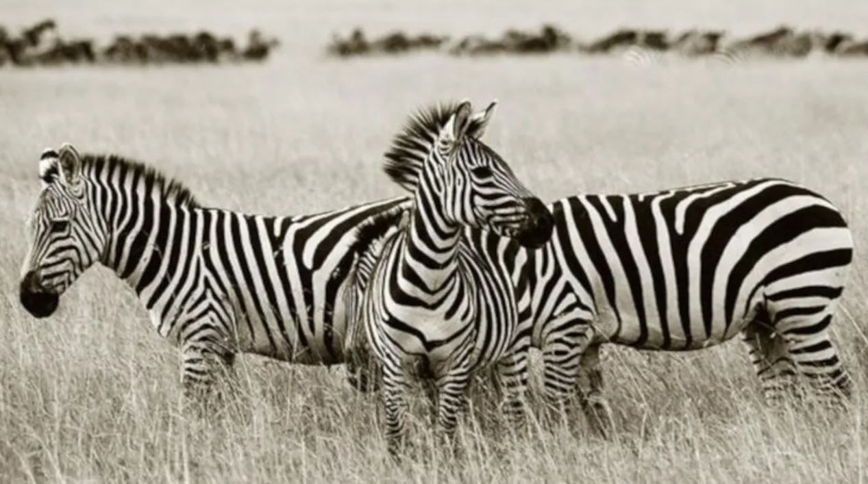 Sinekler Zebra Deseninden Çok Korkuyor, Asla Yaklaşmıyorlar...