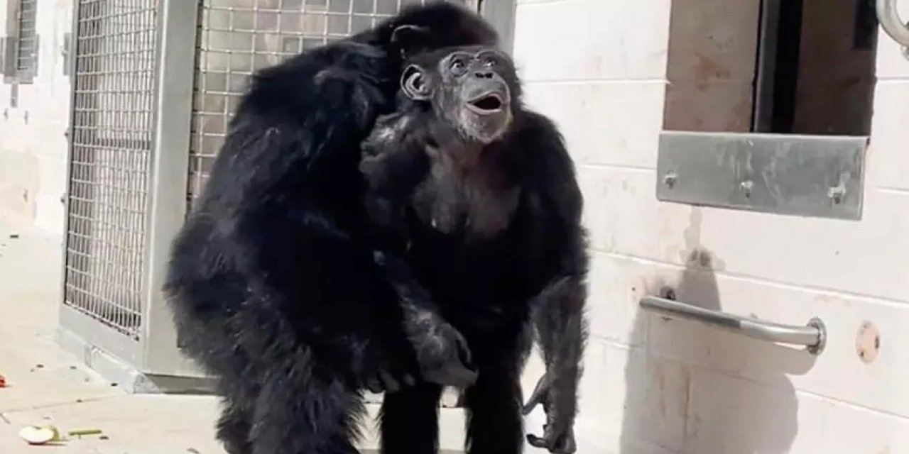 Hastalanan Şempanzeler 8 Ay Boyunca Gözlemlendi: İyileşmek İçin Yaptıkları Hayrete Düşürdü