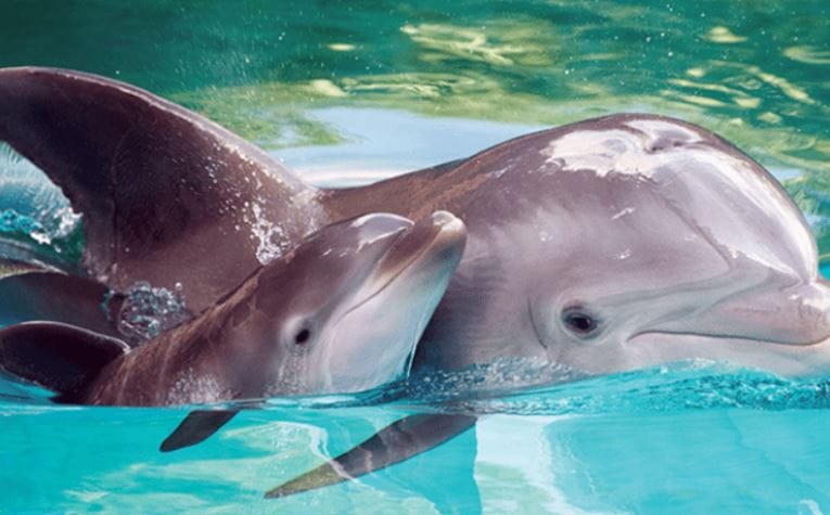 Şişe Burunlu Yunuslar Yavrularıyla Konuşurken Agucuk Gugucuk Yapıyormuş