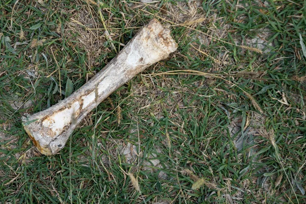 1,5 milyon yıl önce akrabaları tarafından yenilerek soyu tükendi... İnsanlığa dair yamyamlık izleri keşfedildi!