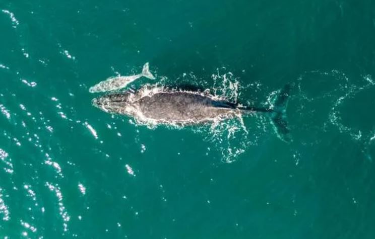 Okyanusta Nadir Görülen Anlar! Yeni Doğum Yapan Balina, Bebeğiyle Görüntülendi...