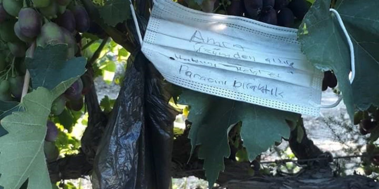 Bağdan Kopardıkları Üzüm İçin Para Bıraktılar