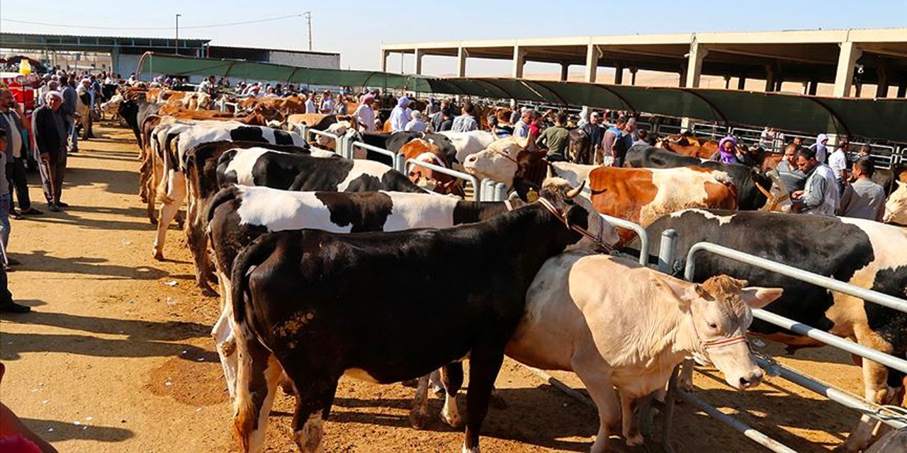 Uzmanlardan o 'kabus' geri gelebilir uyarısı! Dikkat edin “Kurban keserken bulaşabilir”