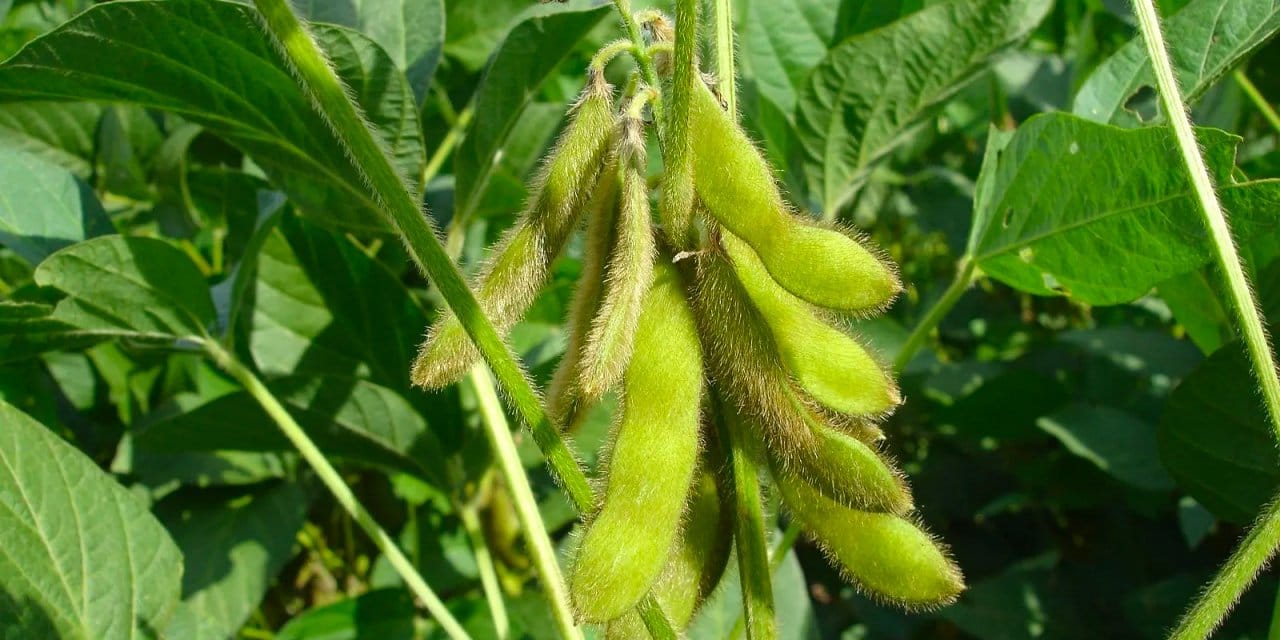 Mucize! Vücutta mikroba dair hiç bir şey bırakmıyor, doktorlar asla 'evden eksik etmeyin' diyor