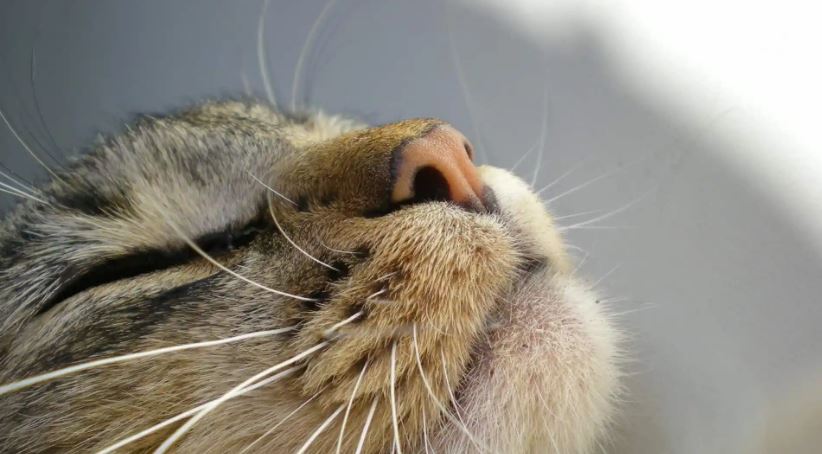Kıbrıs'ta "Ölümcül Kedi Virüsü" İddiası