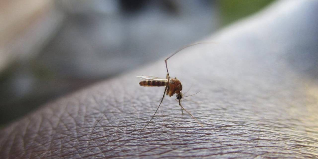 Uzmandan 'İstilacı Sivrisinek' Uyarısı: Görülmeyen Hastalıklar Artabilir