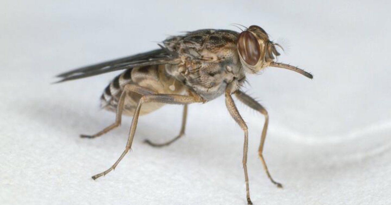 Isıran sineklerin neden mavi rengi sevdikleri ortaya çıktı