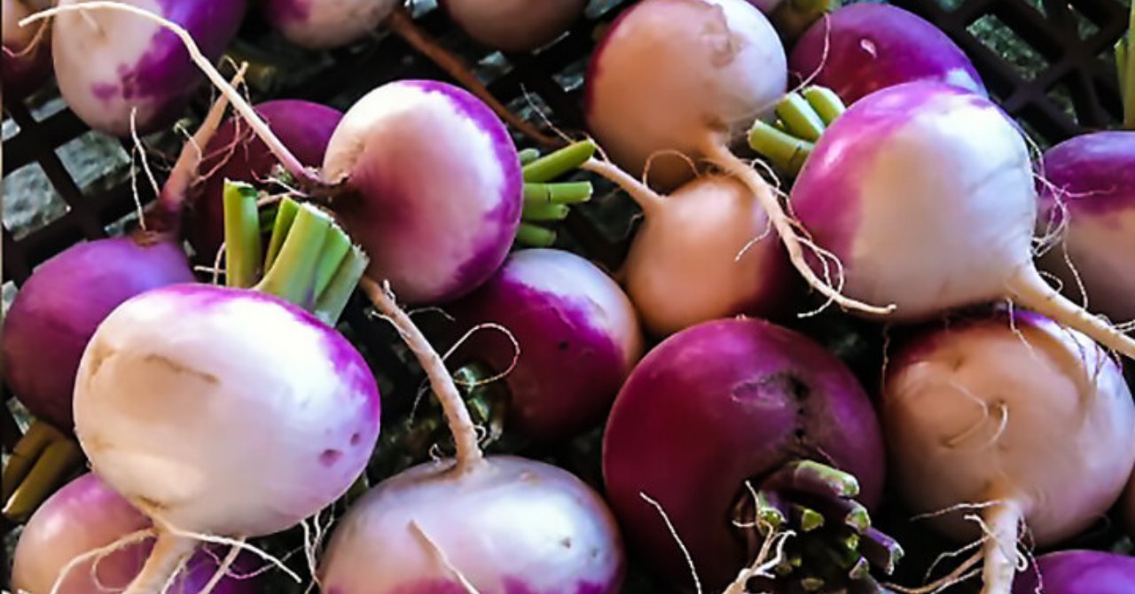 İbn-i Sina'dan ömürlük reçete: Doğadaki en güçlü antibakteriyel besin: Tüketenlerde ne yaşlılık ne de hastalık oluyor!