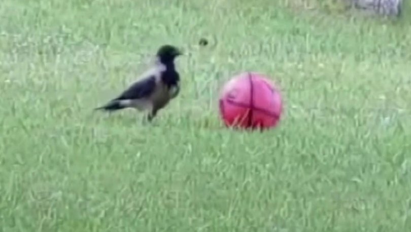 Top cambazı karga viral oldu
