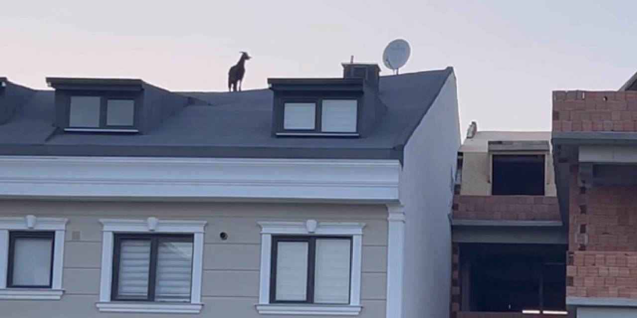 5 Katlı Binanın Çatısında Gezintiye Çıktı