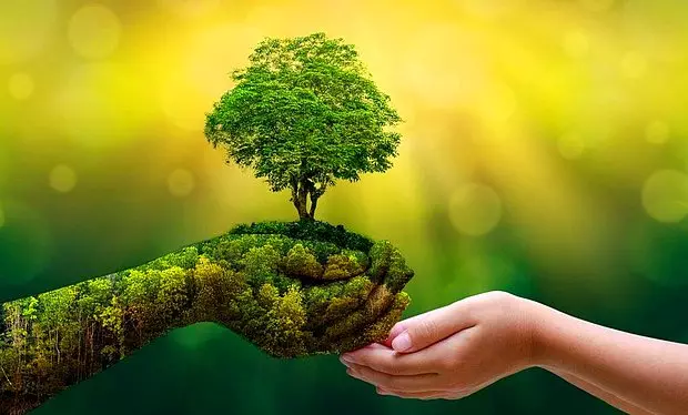 Bu bitki, ekosistemler için çok önemli  hayati özelliklere sahip... Dünya için neden olmazsa olmaz?