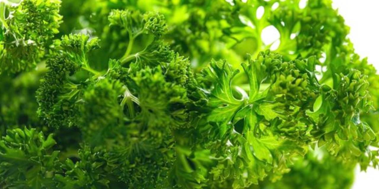 Bu Bitkiye Sakın Dokunmayın! Bir Saniyede Bile Ciddi Zararlar Veriyor!