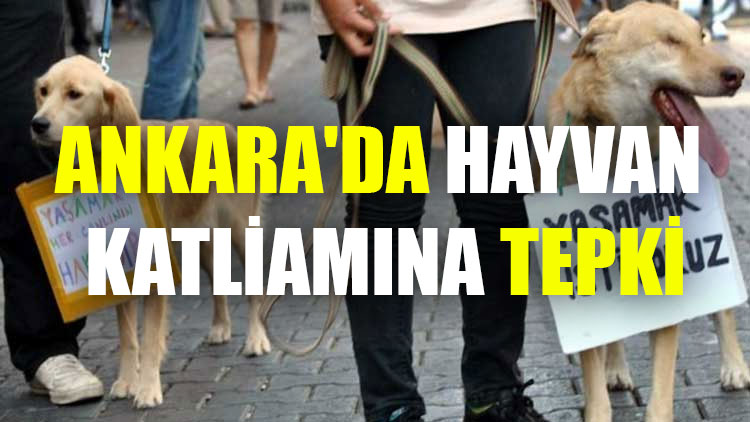 Ankara'da hayvan katliamına tepki