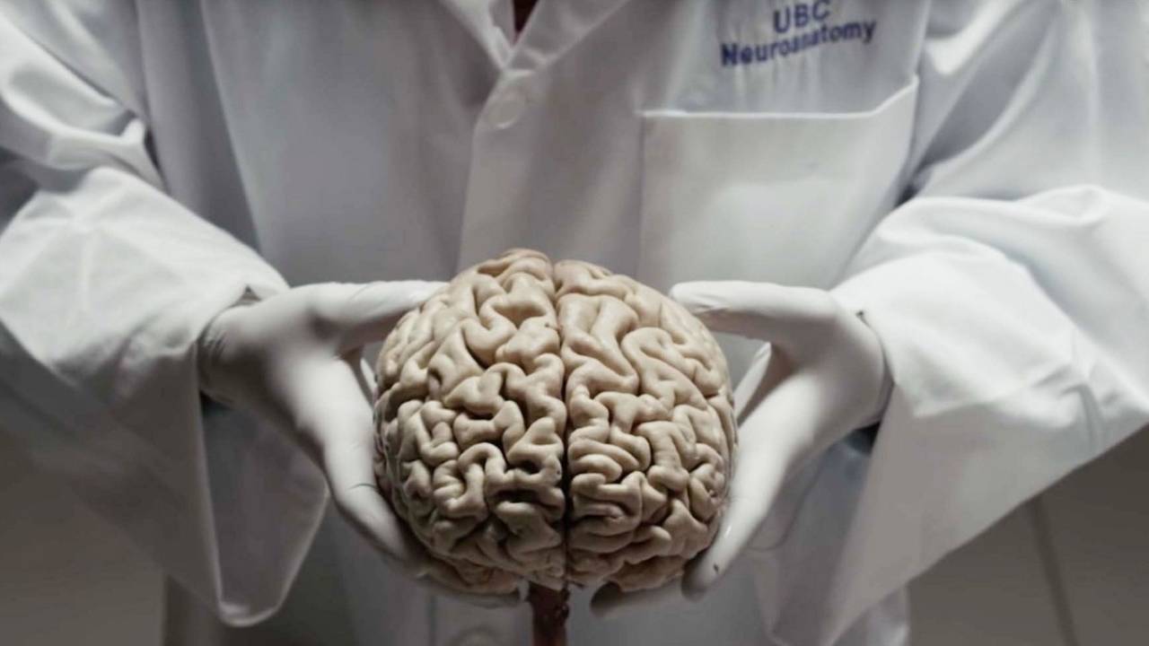 Bilim İnsanları İnsan Beyninin Küçüldüğünü Açıkladı: Gerekçesi İse Şaşırttı...
