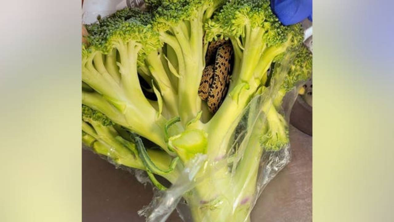 Marketten Aldığı Brokolinin İçinden Yılan Çıktı!