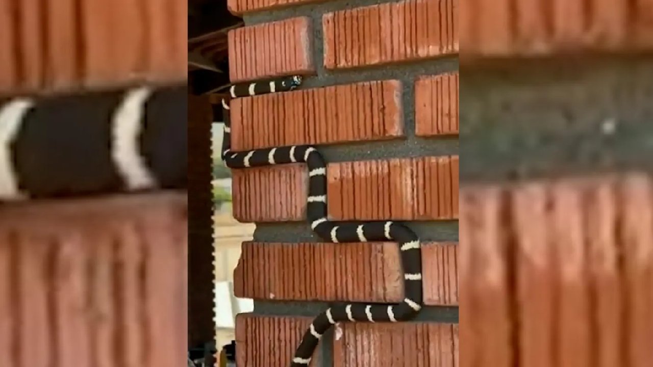 Tuğlaların arasındaki yılanın şaşırtan anları; oyun görüntüsü gibi