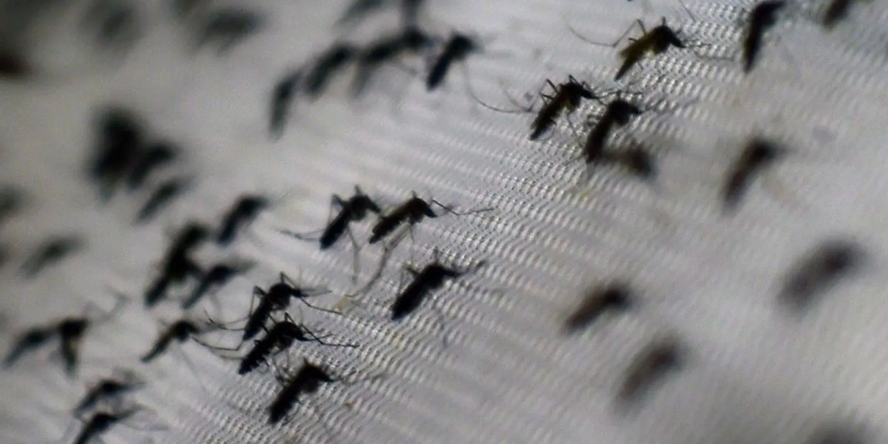 Daha önce gördüklerimize hiç benzemiyor... Avrupa'yı sardı: Yoksa sıra Türkiye'de mi?