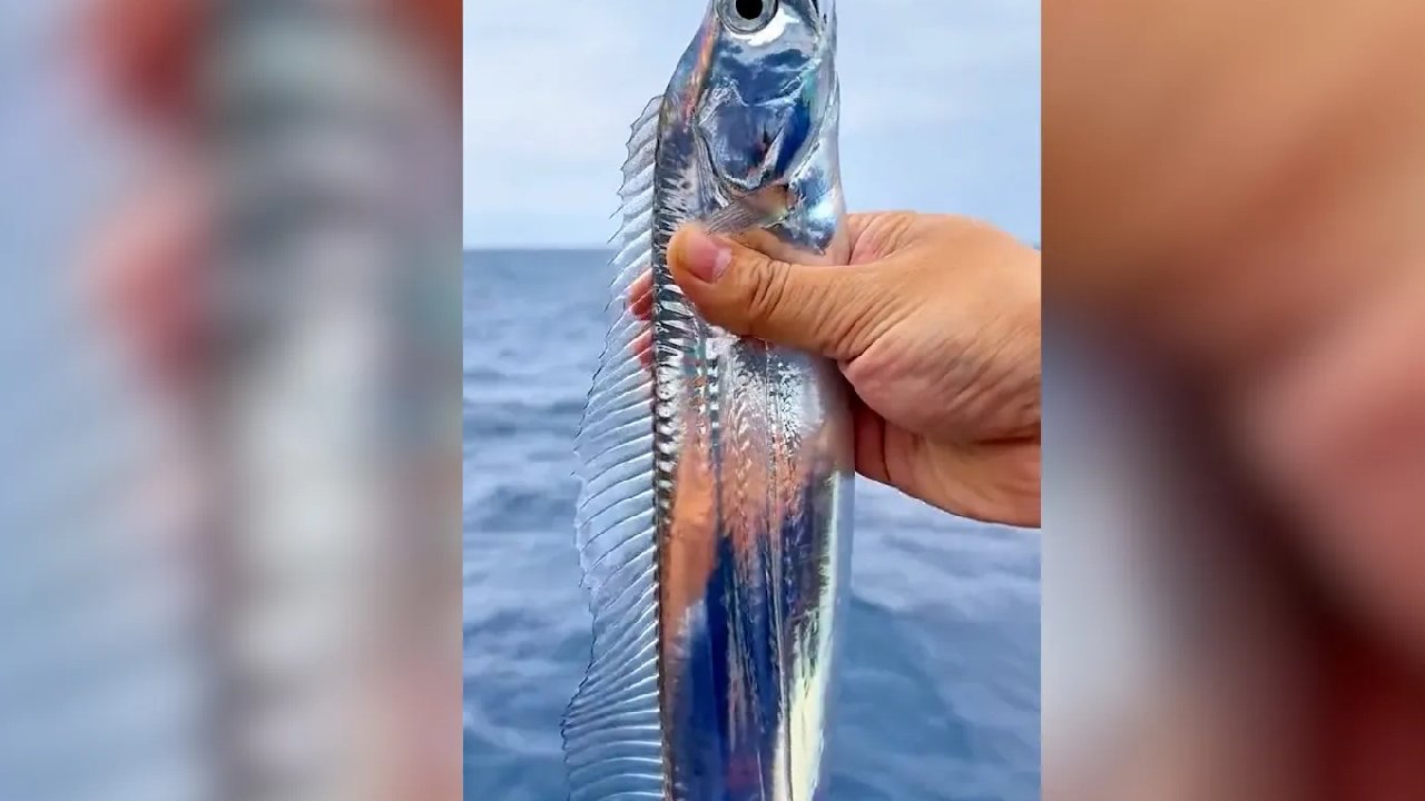 Kılkuyruk balığının büyüleyici görüntüsü viral oldu