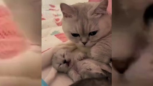 Önce yavrusunu kokladı sonra sarıldı, anne kedinin görüntüleri viral oldu