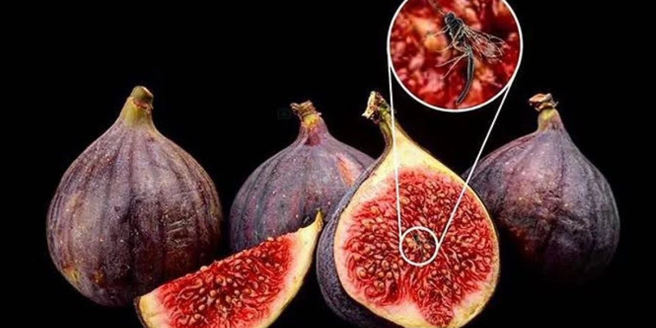 İncirin binlerce yıl saklanan gerçek yüzü! Yerken 2 kez düşüneceksiniz: Meğerse meyve değilmiş