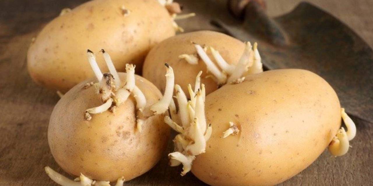 Patateslerinizi Uzun Süre Yeşermeden Muhafaza Edeceğiniz O Yöntem!