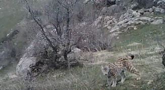 Serengeti Değil, Sivas! Fotokapana Böyle Yakalandılar