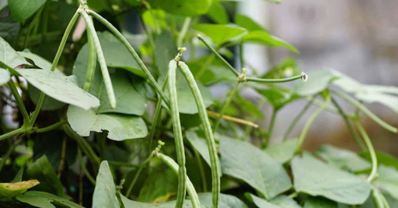 Ülkemizde yeterli ilgi görmüyor! Resmen demir ambarı, kan değerlerini zirveye çıkarıyor