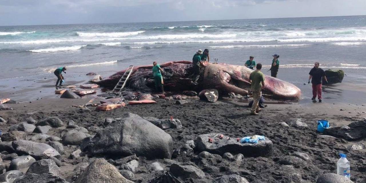 Gördükleri karşısında şoke oldular! Kıyıya vuran balinanın içinden 500 bin euroluk 'yüzen altın' çıktı