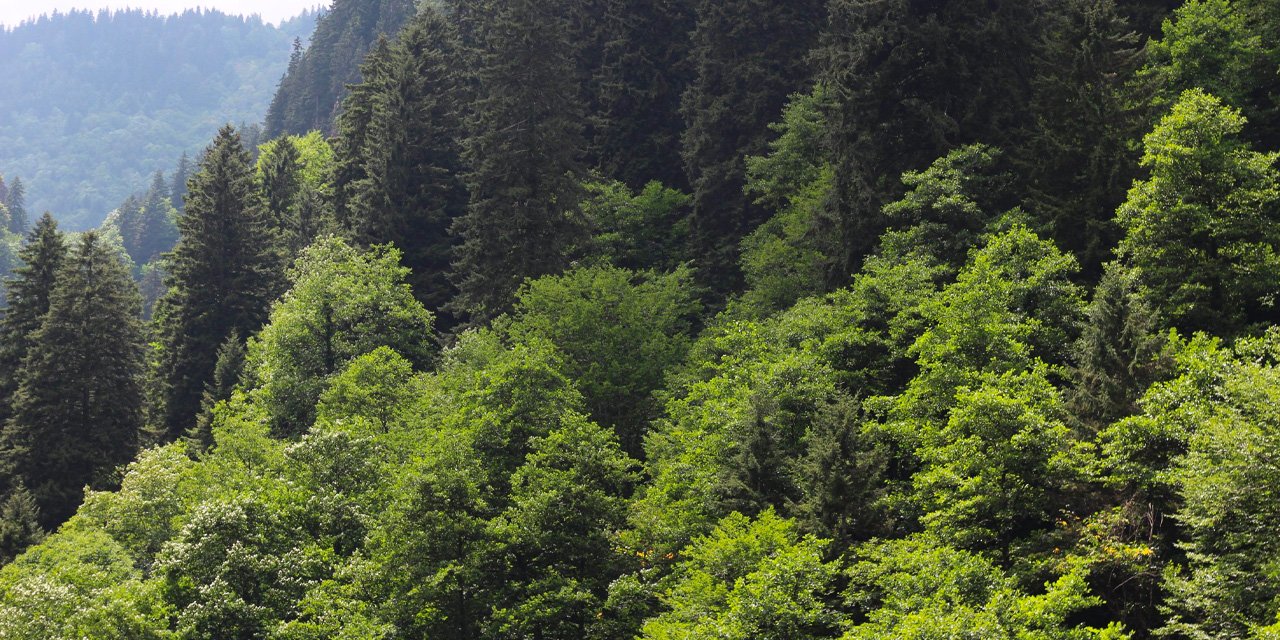 O hayvanlarında boşandığı ortaya çıktı!