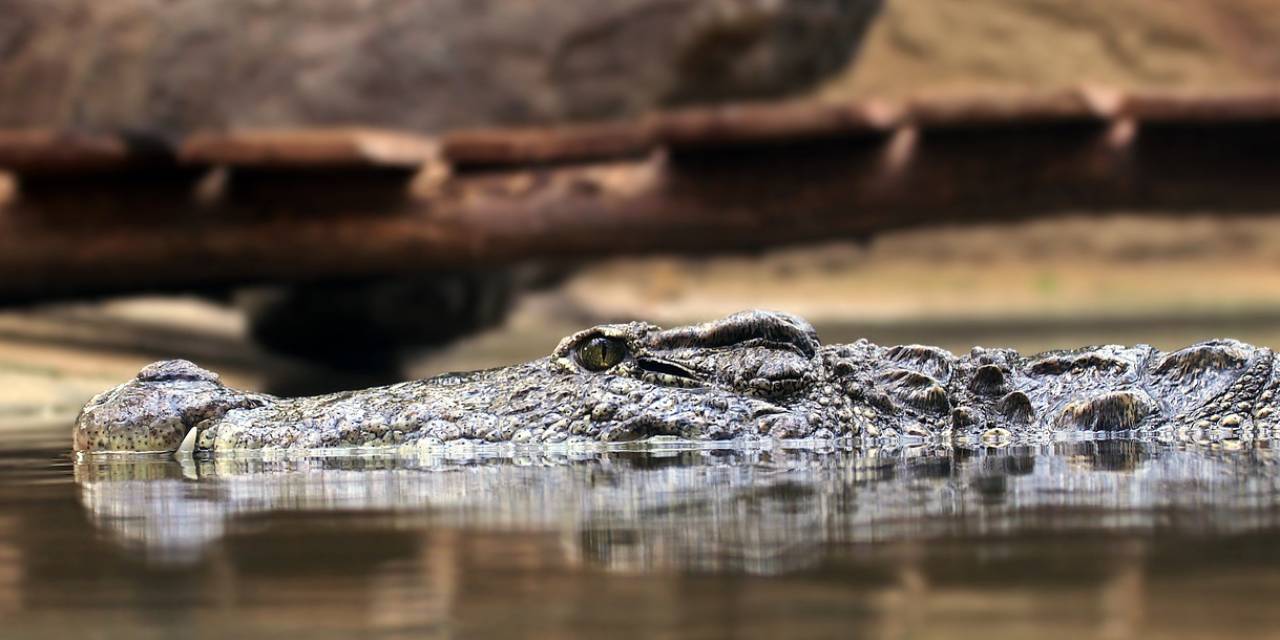 Korkunç! Köpeğini gezdirirken 3 metrelik timsahın saldırısına uğrayan kadın hayatını kaybetti