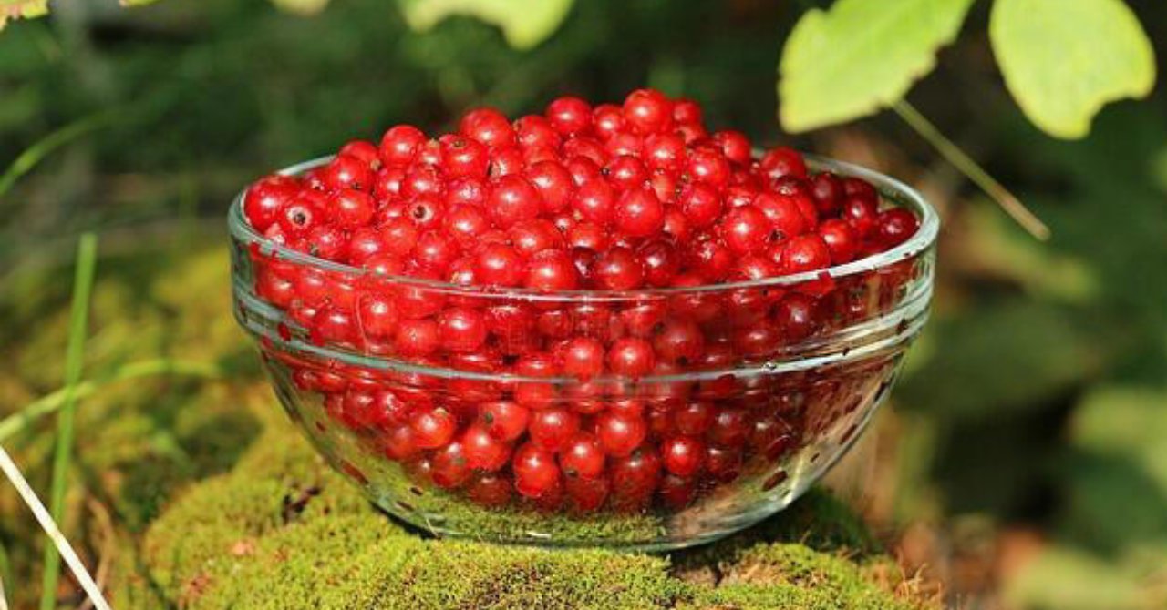 10 yıl süren araştırma bitti! İnsan ömrünü en az 20 yıl uzatan meyve keşfedildi