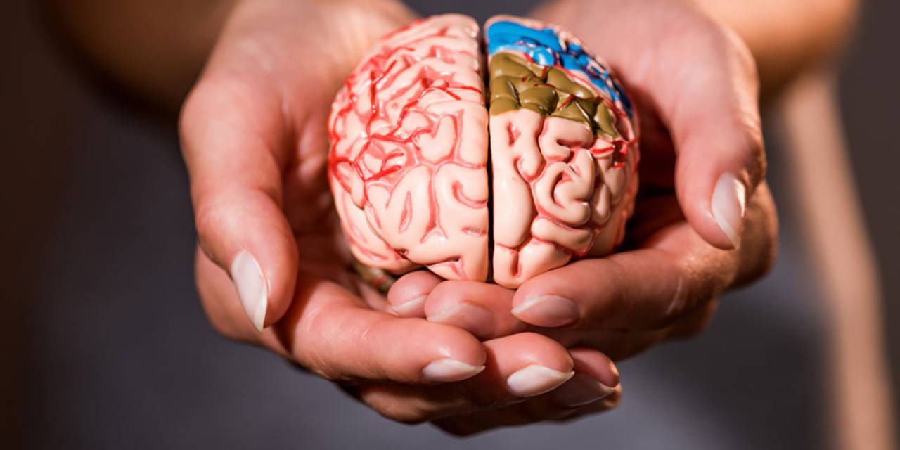 İnsan Beyni Büyüyor : Bu Sağlığımızı  Nasıl Etkileyecek?