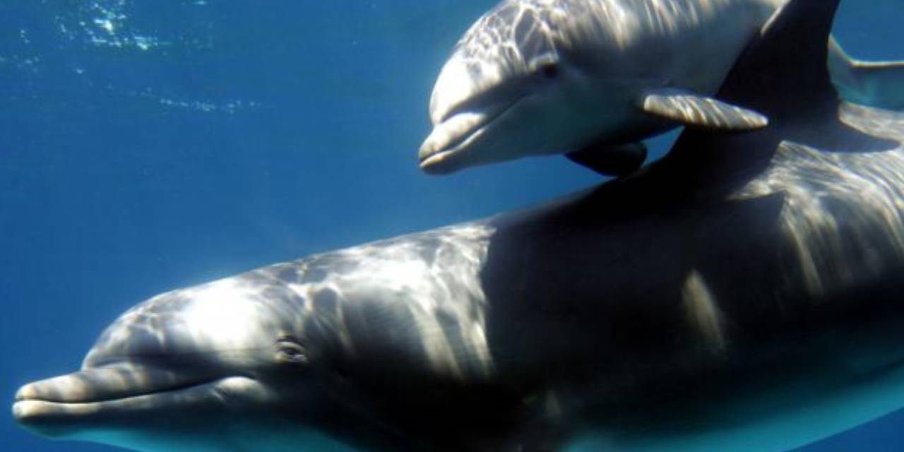 Anne yunuslar yavrularıyla konuşurken 'bebek dili' kullanıyormuş