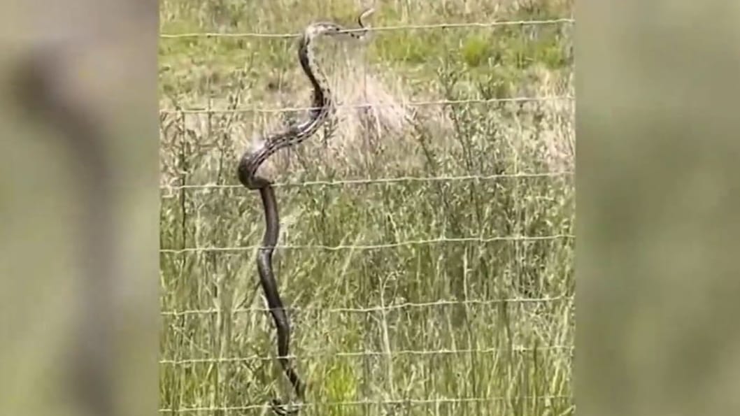 Elektrikli çiti geçmeye çalışan yılanın yaşadığı şok kamerada!