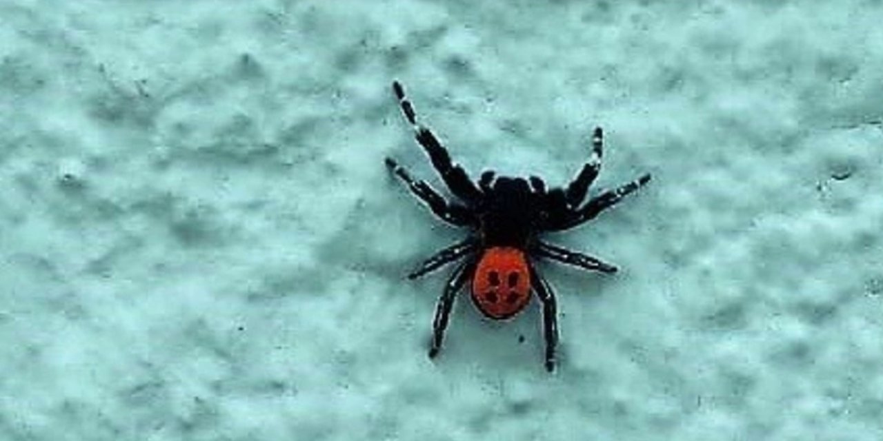 Tek Isırığı Öldürmeye Yetiyor! Türkiye'de de Görüldü Karanlık Alanlara Dikkat...