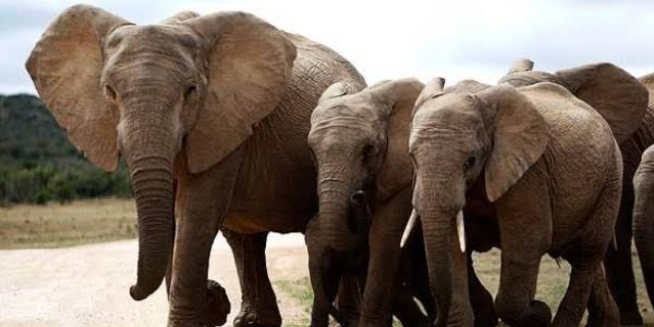 Kanserin Çaresi 'Fillerin Testislerinde' Saklı! Oxford Üniversitesi'nden Çarpıcı Araştırma