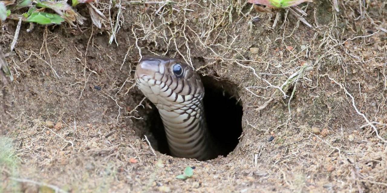 Engerek Yılanlarını Yakalayıp, Sosyal Medyada Canlı Yayın Yapıyordu! Yüzbinlerce Takipçisi Olan O Çobana Ceza Yağdı