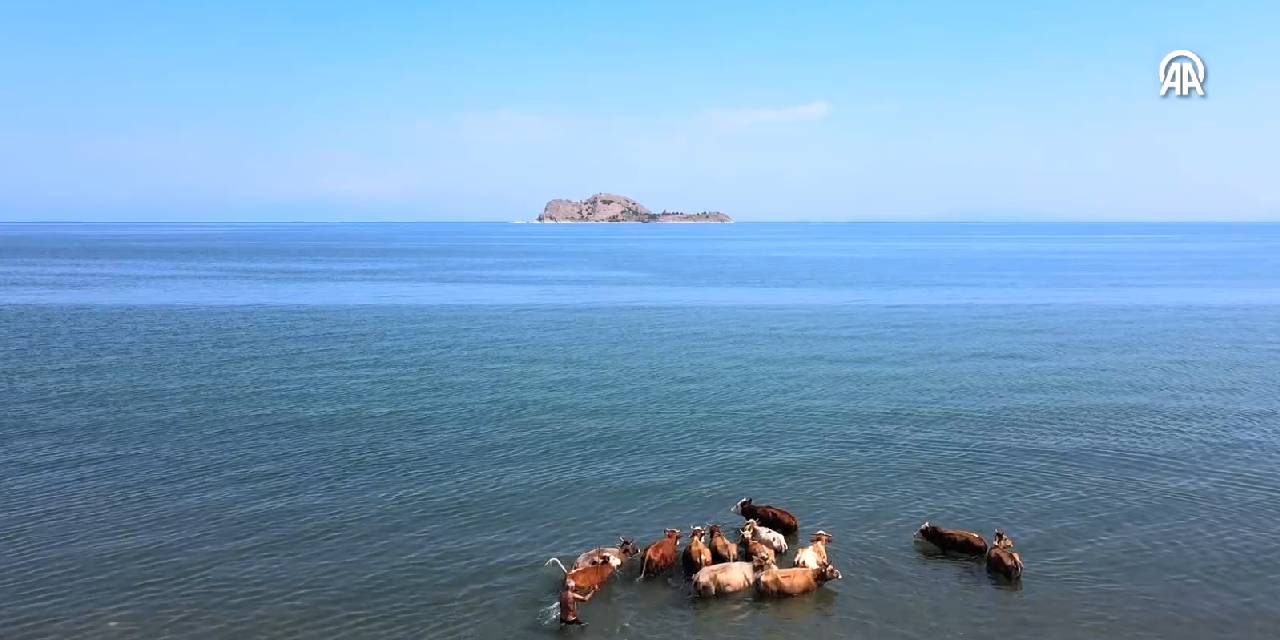 Hayvanlar Böyle Serinledi