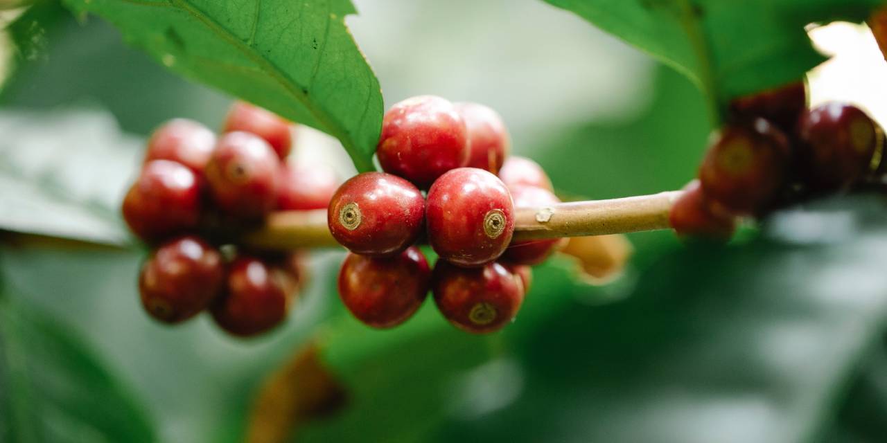 Zayıflamanıza Yardımcı Olacak Goji Berry Nedir? Faydaları Nelerdir?