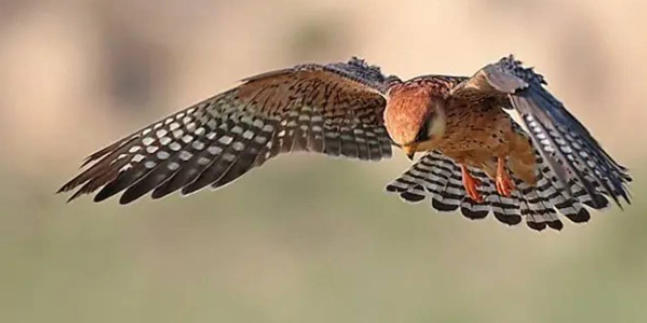 Dünyanın gördüğü en doymak bilmez yırtıcı belirlendi... Türünü öğrenince şaşıracaksınız...